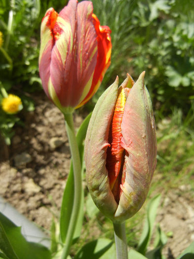 Bright Parrot_TBV tulip (2013, April 19)
