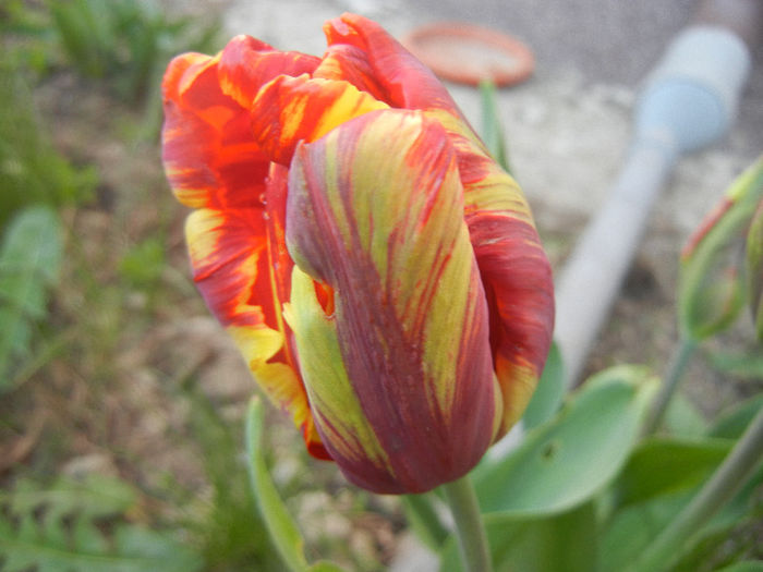 Bright Parrot_TBV tulip (2013, April 19) - Bright Parrot TBV tulip