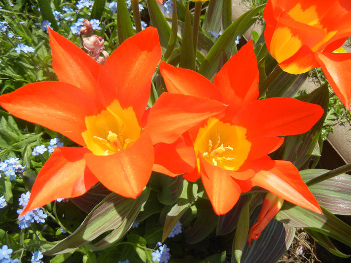 Tulipa Juan (2013, April 23)