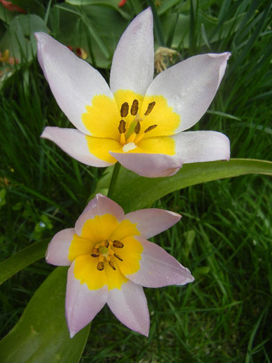 Tulipa Lilac Wonder (2013, April 21) - Tulipa Lilac Wonder