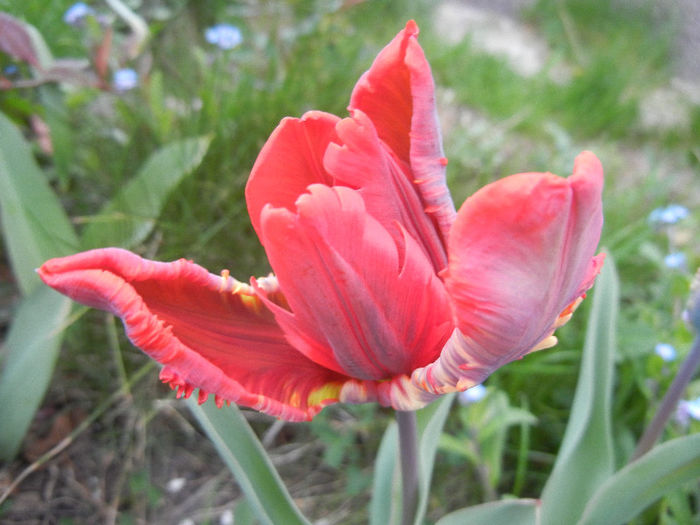 Tulipa Rococo (2013, April 20) - Tulipa Rococo Parrot