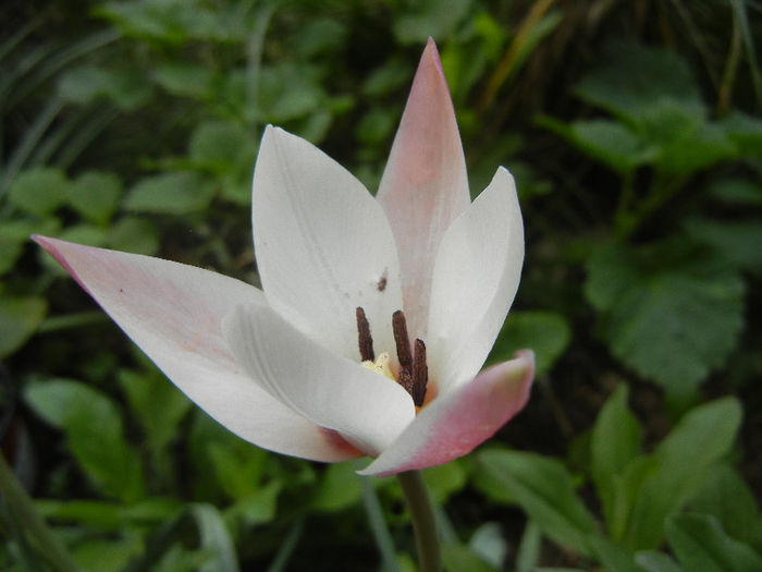 Tulipa Peppermint Stick (2013, April 21)