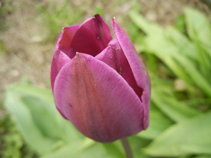 Tulipa Purple Flag (2013, April 21)