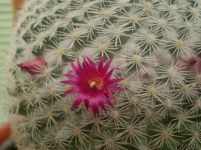 Mammillaria albilanata