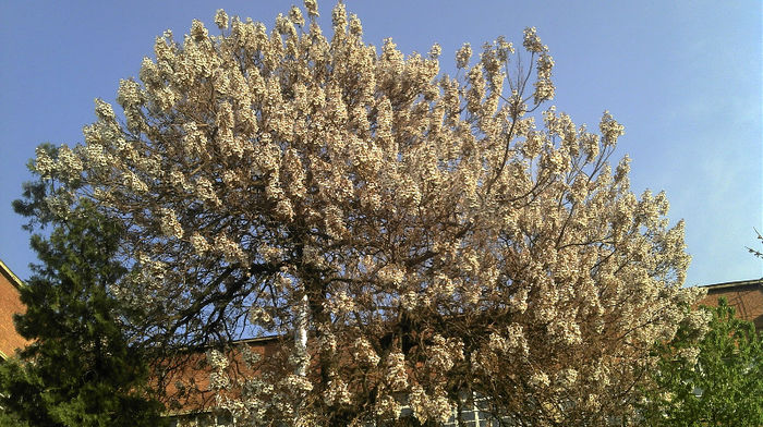 2013-04-23 Paulownia Elongata Bucuresti; Paulownia Elongata flori Bucuresti
