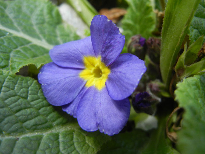 Blue Primula (2013, April 19) - PRIMULA Acaulis