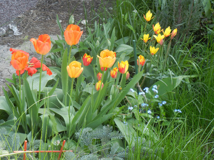Tulips (2013, April 22); Orange Bowl; Mickey Mouse; Clusiana Chrysantha.
