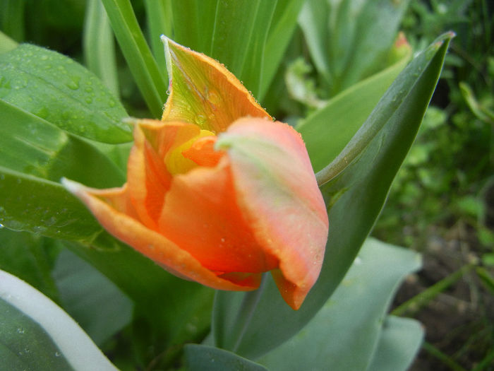 Tulipa Princess Irene (2013, April 22)