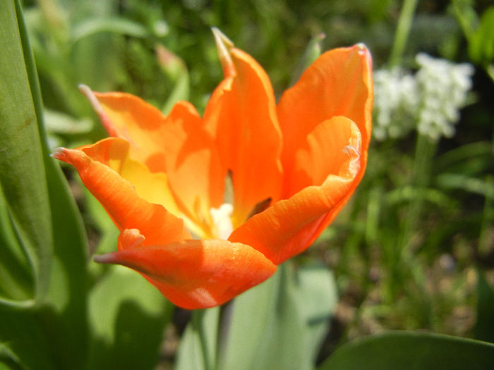 Tulipa Princess Irene (2013, April 23)