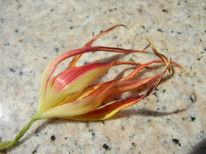 Tulipa Acuminata (2013, April 24)