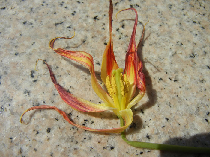 Tulipa Acuminata (2013, April 24)
