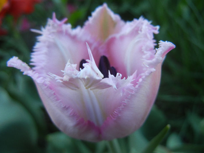 Tulipa Canova (2013, April 25)