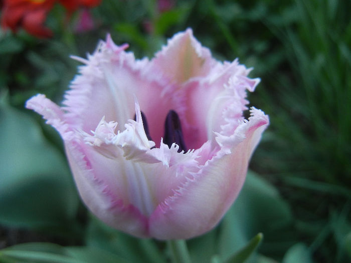 Tulipa Canova (2013, April 25) - Tulipa Canova