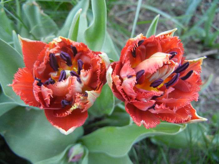 Tulipa Maroon (2013, April 25) - Tulipa Maroon