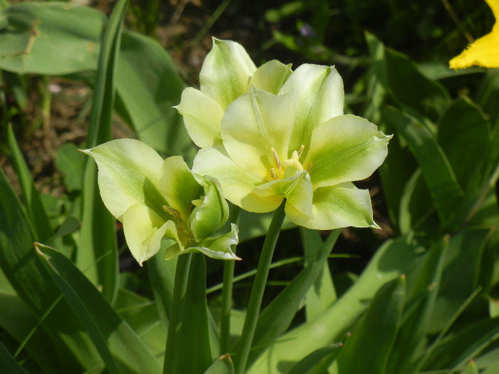 Tulipa Spring Green (2013, April 23)