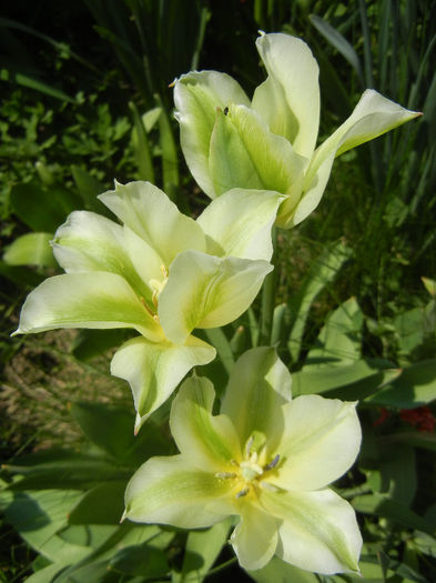 Tulipa Spring Green (2013, April 24)