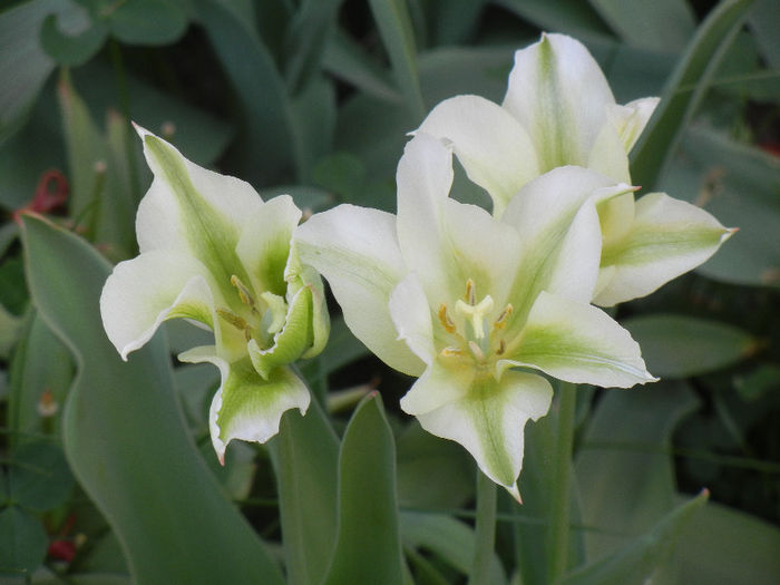 Tulipa Spring Green (2013, April 25)