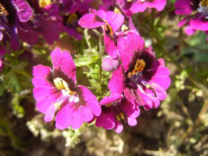 Schizanthus pinnatus Purple (`13, Apr.22)