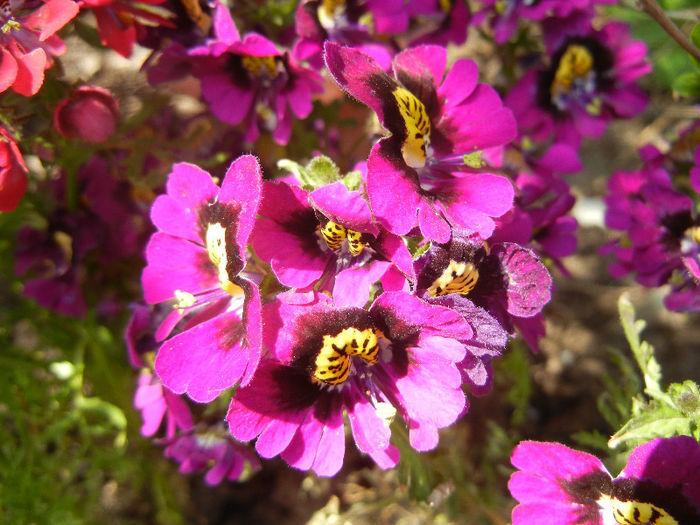 Schizanthus pinnatus Purple (`13, Apr.22)