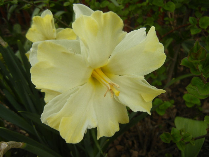 Narcissus Cassata (2013, April 21)