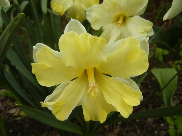 Narcissus Cassata (2013, April 21)