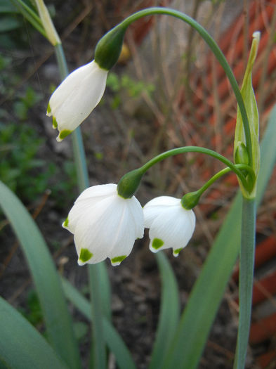 Leucojum aestivum (2013, April 25) - GHIOCEI_Leucojum aestivum