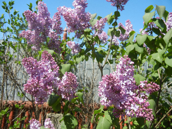 Syringa vulgaris_Lilac (2013, April 25)