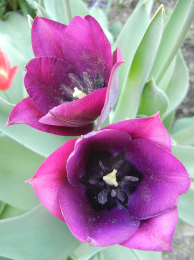 Tulipa Negrita (2013, April 25)