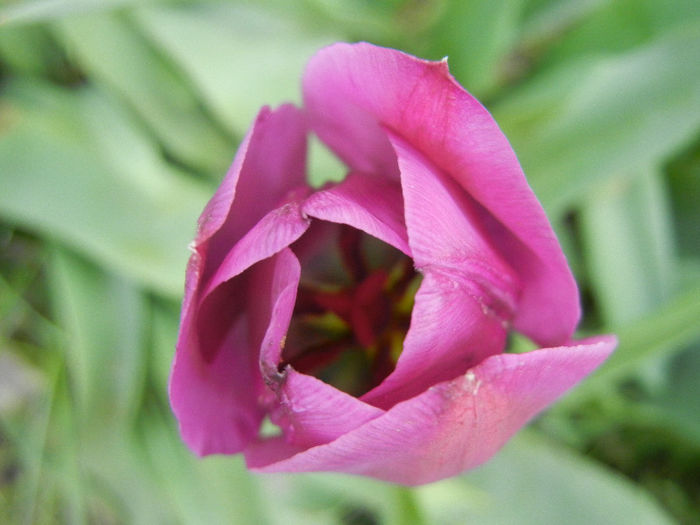 Tulipa Purple Flag (2013, April 22)
