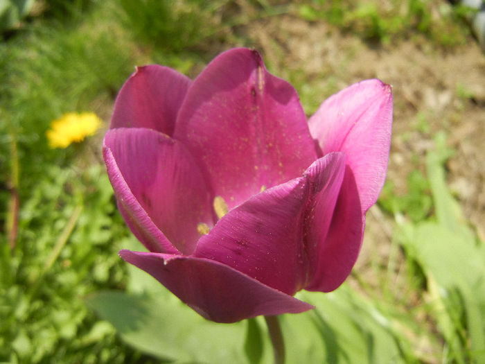 Tulipa Purple Flag (2013, April 23)