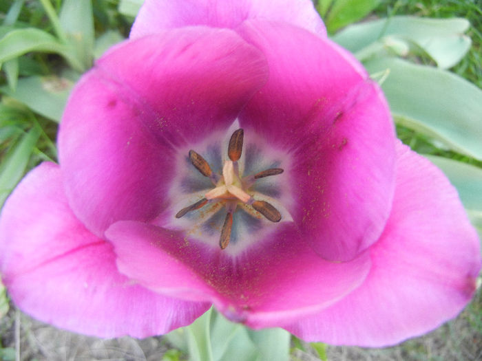 Tulipa Purple Flag (2013, April 25)