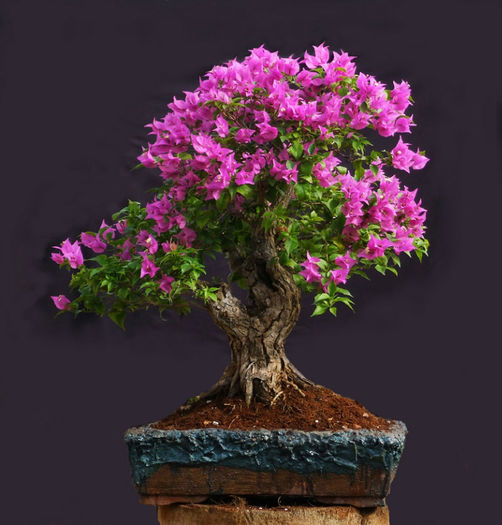 bonsai bouga 4
