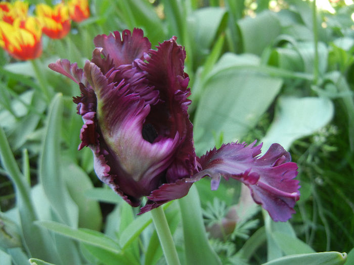 Tulipa Black Parrot (2013, April 26)