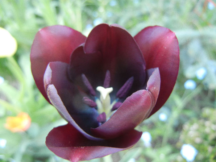 Tulipa Queen of Night (2013, April 25)