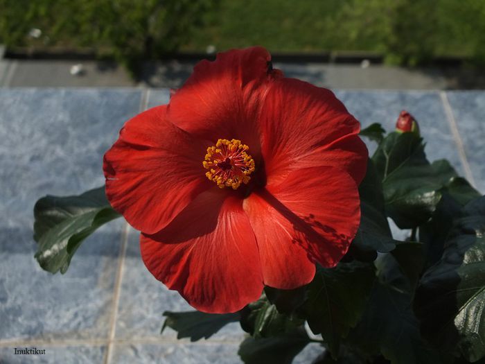 hibiscus Wela Red