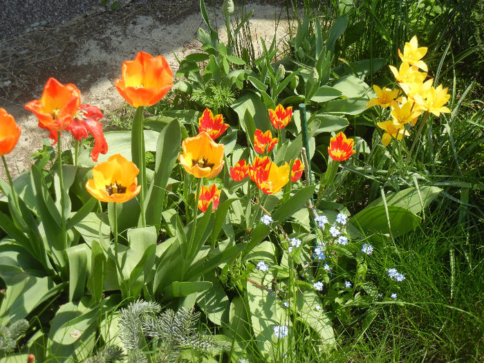 Tulips (2013, April 23); Orange Bowl; Michey Mouse; Clusiana Chrysantha.
