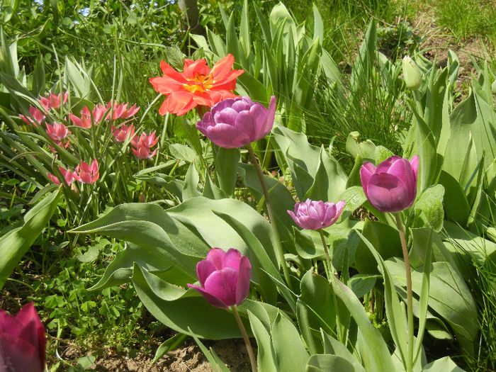 Tulips (2013, April 23); Little Beauty; Abba; Blue Diamond; Recreado.
