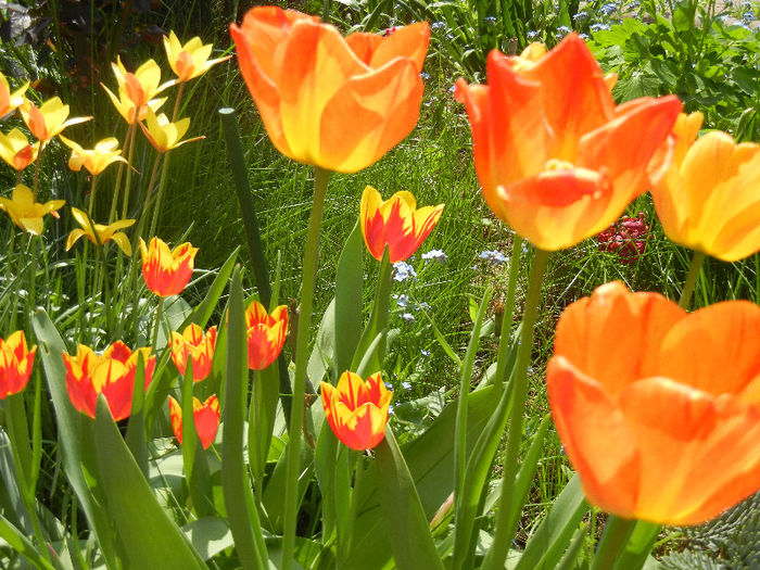 Tulips (2013, April 23)