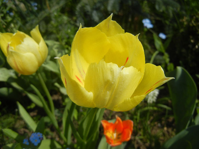 Tulipa La Courtine (2013, April 23)