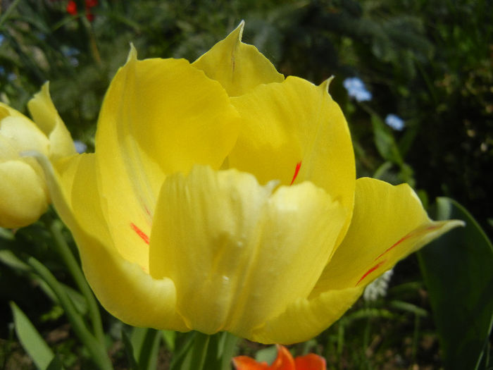 Tulipa La Courtine (2013, April 23)