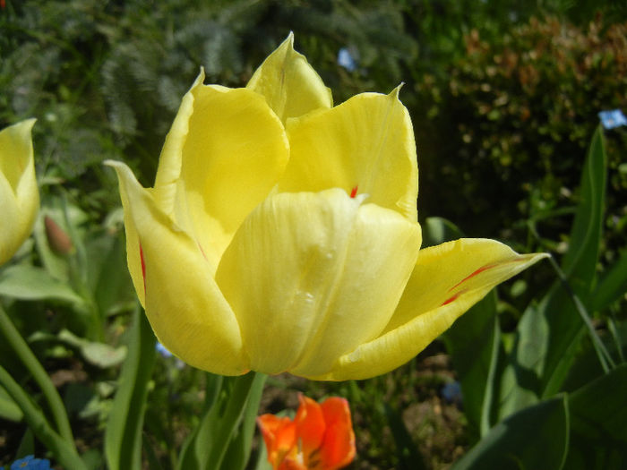 Tulipa La Courtine (2013, April 24)
