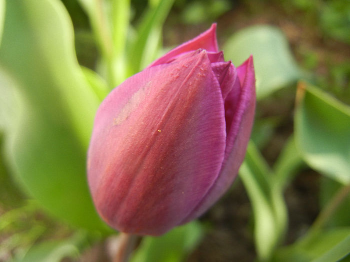 Tulipa Recreado (2013, April 19) - Tulipa Recreado