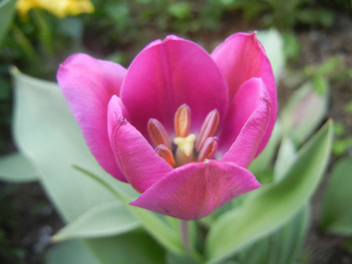 Tulipa Recreado (2013, April 19)