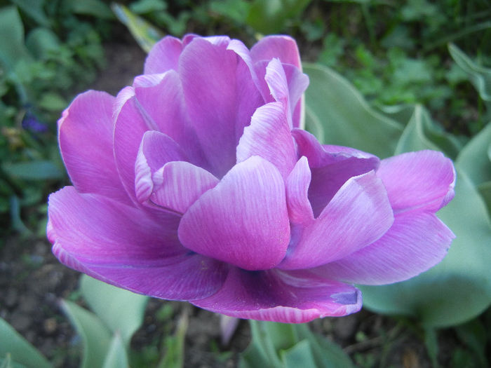 Tulipa Blue Diamond (2013, April 25)