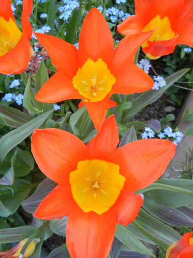 Tulipa Juan (2013, April 25)