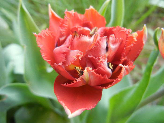 Tulipa Maroon (2013, April 25)