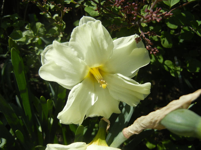 Narcissus Cassata (2013, April 26)