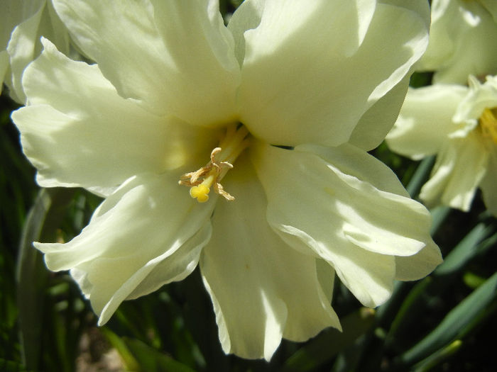 Narcissus Cassata (2013, April 26)