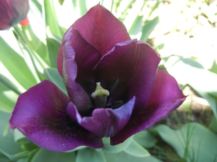 Tulipa Negrita (2013, April 26)