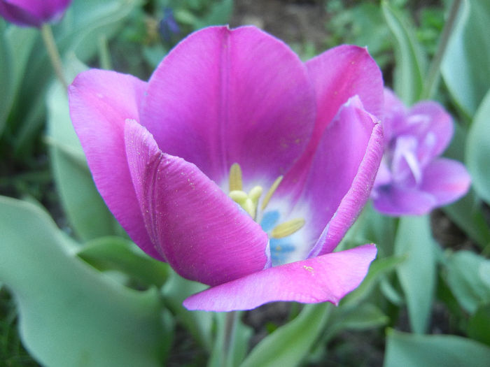 Tulipa Recreado (2013, April 25)